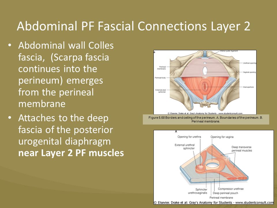 investing abdominal fascial dehiscence
